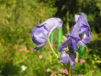 2009  Garten - 9 - 277.webp