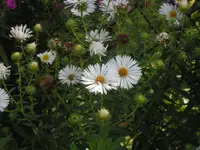 2009  Garten - 9 - 120.webp