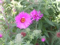 2009  Garten - 9 - 122.webp
