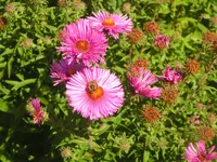 2009  Garten - 9 - 125.webp