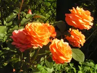 2009  Garten - 9 - 266.webp