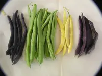 2009  Garten - 9 - 300.webp