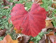 Herbst 103 v.webp