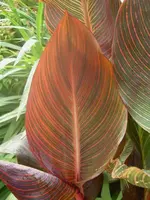 Sommer 2009 650 v.webp