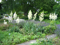Potsdam-Freundschaftsinsel-Yucca-filamentosa-08-VII-2007-047.webp