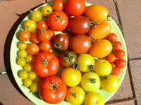 SL370105.webp