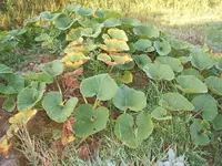 Garten 09.09 088.webp