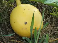Garten 09.09 089.webp