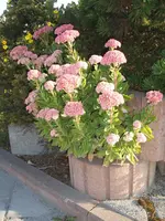 Garten 09.09 091.webp