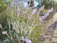 Garten 09.09 092.webp