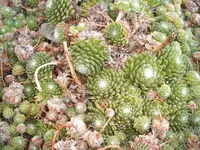 Garten 09.09 094.webp