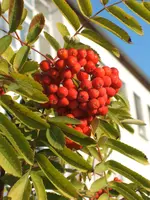 Garten 09.09 096.webp
