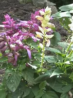 DSC00315.webp