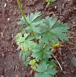 PICT6256.webp