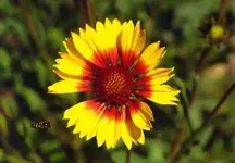 Gaillardia.webp