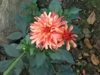 Bild 065.webp
