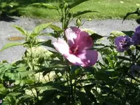 Sumpf rosa_600x600_45KB.webp