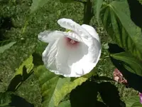 Sumpf weiß_600x600_45KB.webp