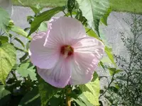 Sumpf..rosa_600x600_45KB.webp