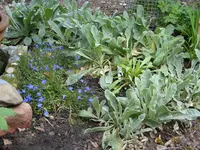 Blumen 005.webp