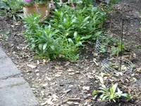 Blumen 006.webp