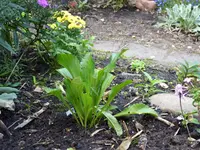 Blumen 003.webp