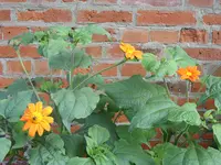 Blumen 012.webp
