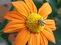 Blumen 013.webp