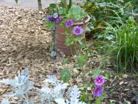 Blumen 009.webp