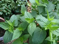 Blumen 010.webp