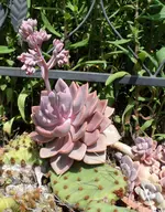 EcheveriaVL.webp
