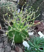 Euphorboa meloformis.webp