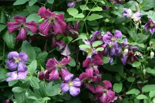 Cl.vit.White Heart und Södertälje0718.webp