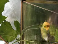 2018-07-12 Luffa.webp