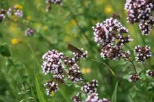 004.webp