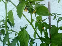 IMG_20180713_105750.webp