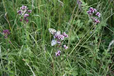 060.webp