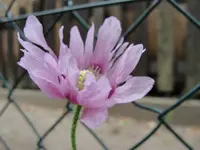 DSC09089.webp