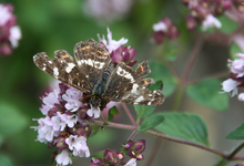 Schmetterling  1718.JPG