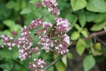 Schmetterling  1818.jpg