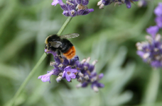 Hummel0218.JPG