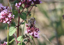 112.webp
