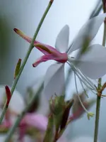 image001.webp
