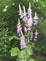 BILD0152.webp