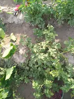 IMG_20180710_180716.webp
