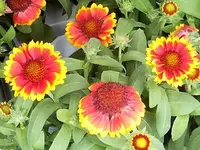 DSCI0294.webp