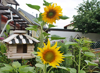 Sonnenblumen 2.jpg