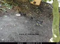 Forum Teichhuhn Küken 2018_07_13 STC_0005.webp