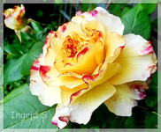 Rose 5b.webp