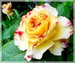 Rose 5b.jpg